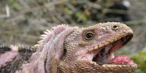 a closeup photo of a galapagos pink iguana