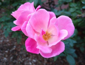 pink knockout rose