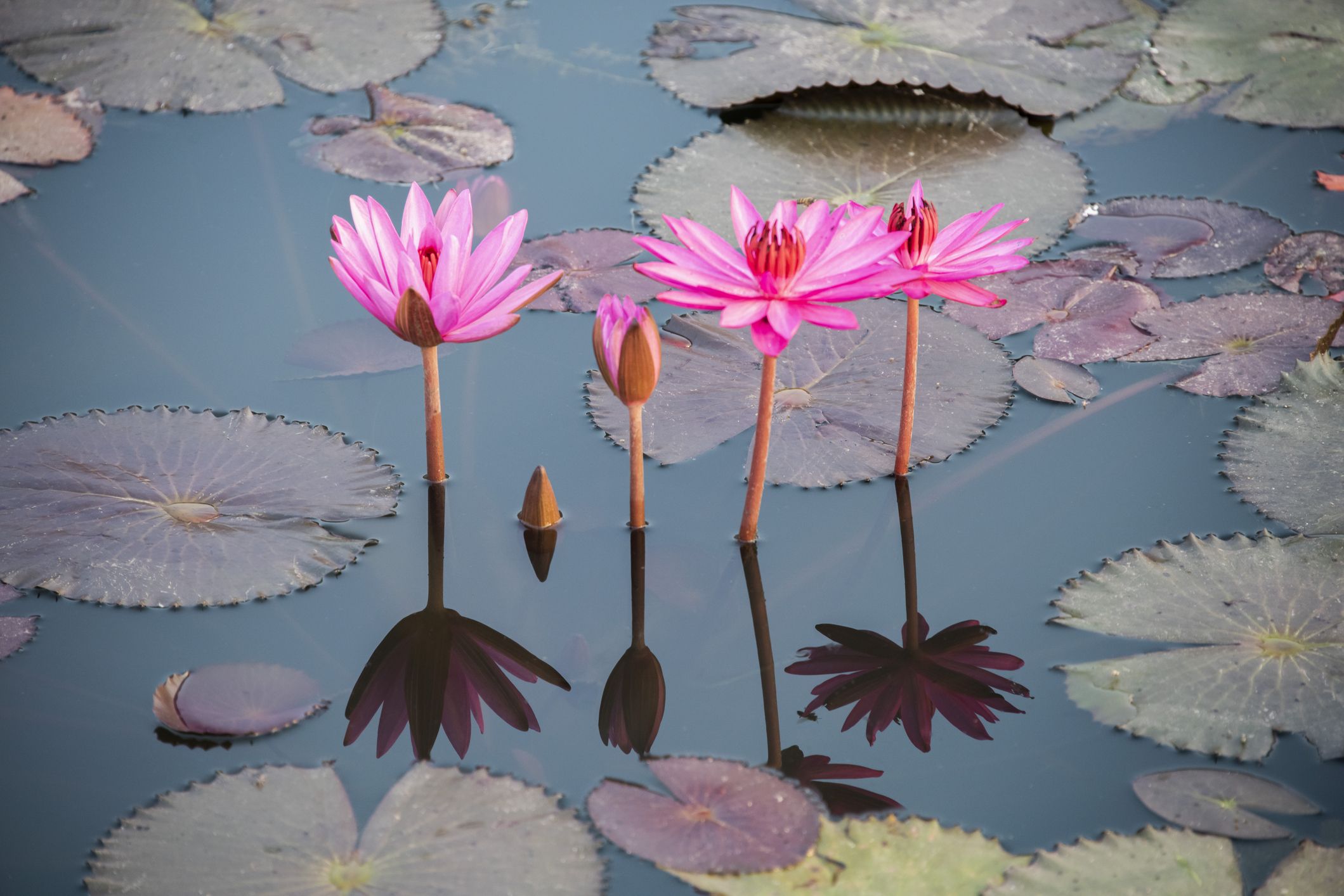 Lotus Flower Meaning - What is the Symbolism Behind the Lotus