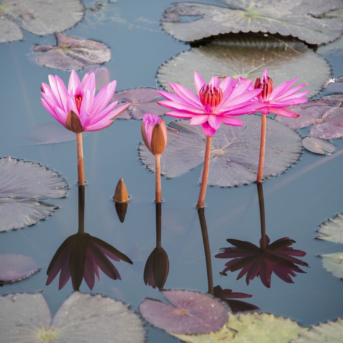 https://hips.hearstapps.com/hmg-prod/images/pink-lotus-flowers-and-leaves-in-the-lake-royalty-free-image-1686761539.jpg?crop=0.6673xw:1xh;center,top&resize=1200:*
