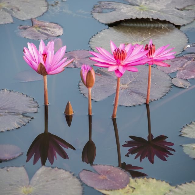 pink lotus flowers and leaves in the lake