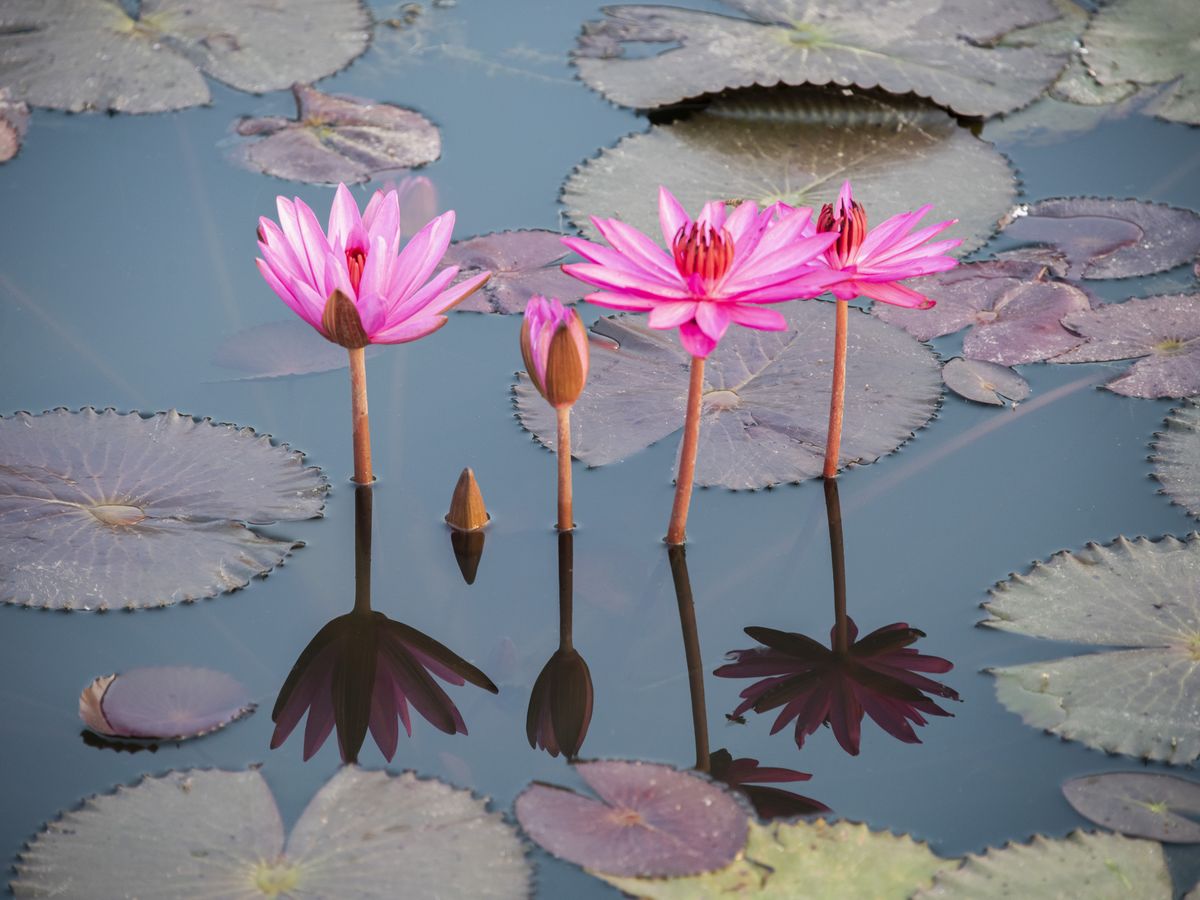 Pink Lotus Flower on Water