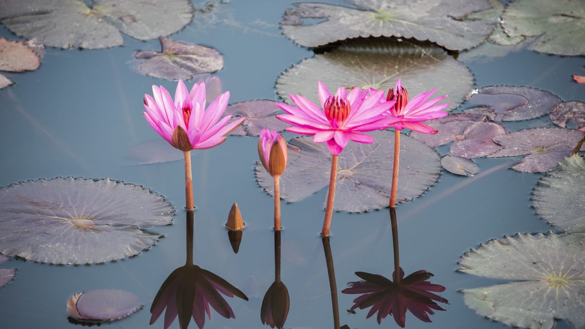 Lotus Flower Meaning What Is The