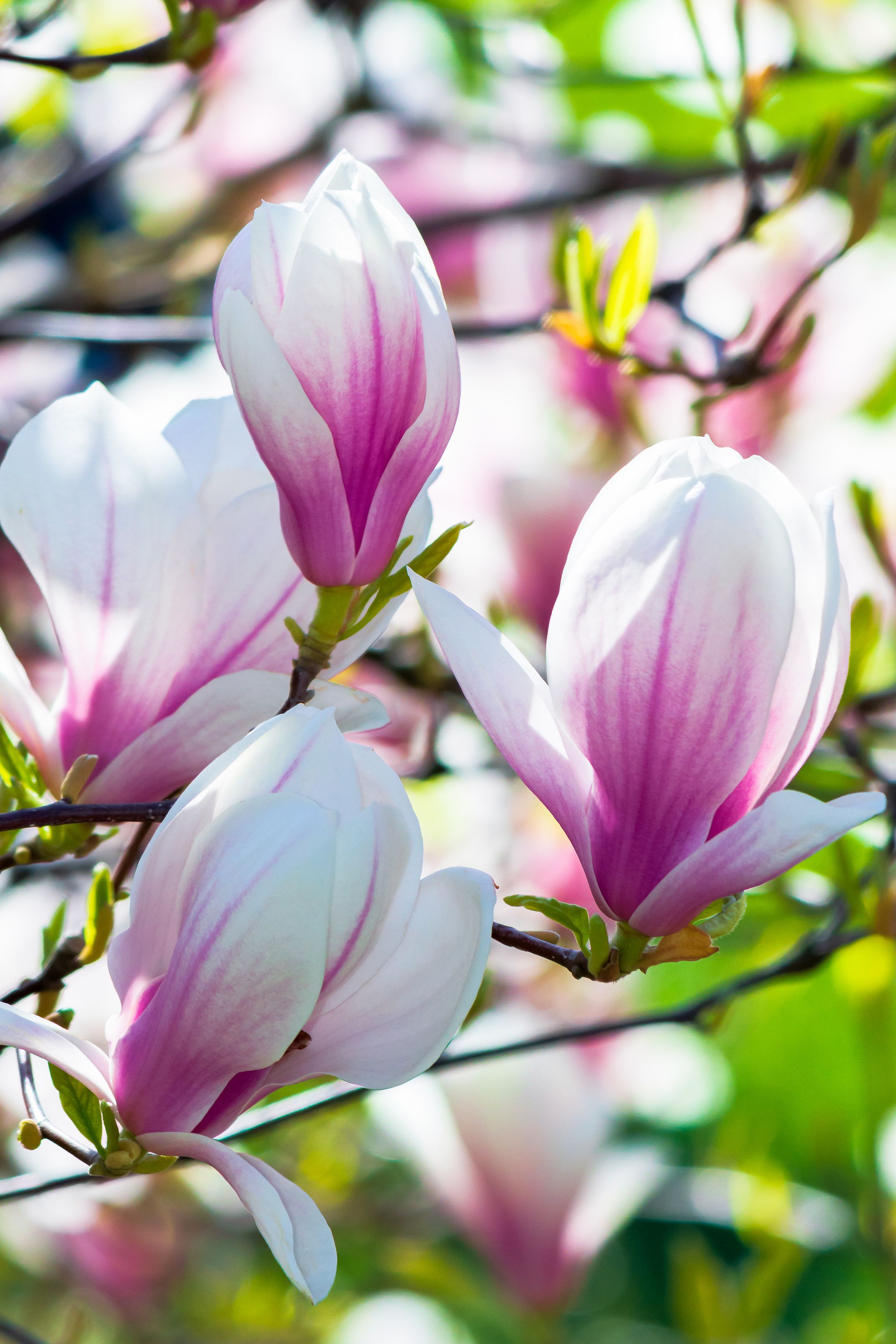 11 Best Pink Flowering Trees for Your Yard
