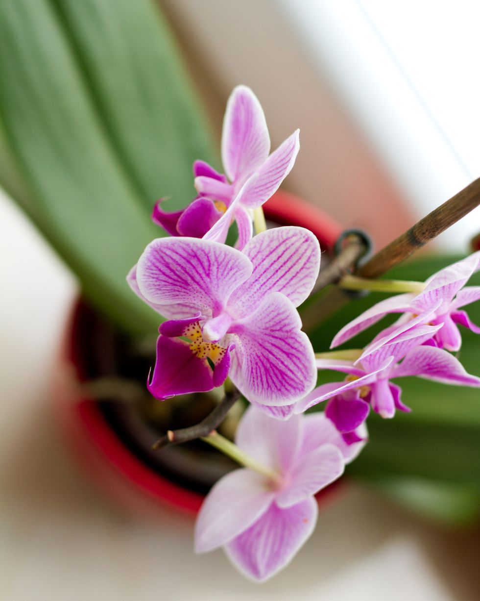 orchid flower in plant pot
