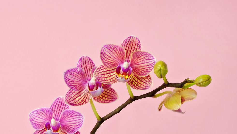 pink orchid on pink