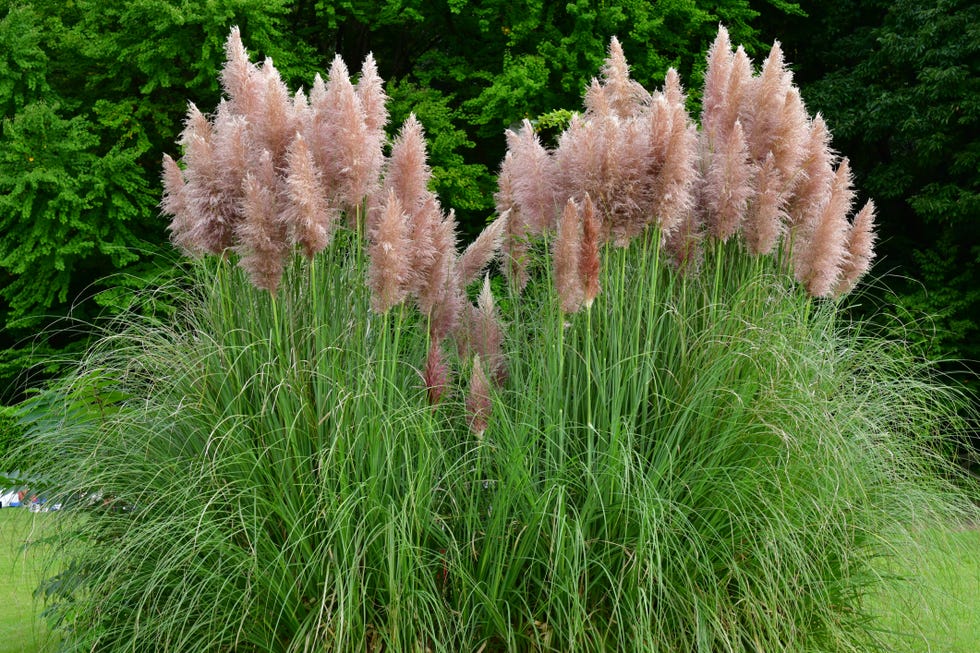 pink pampas grass  cortaderia selloana