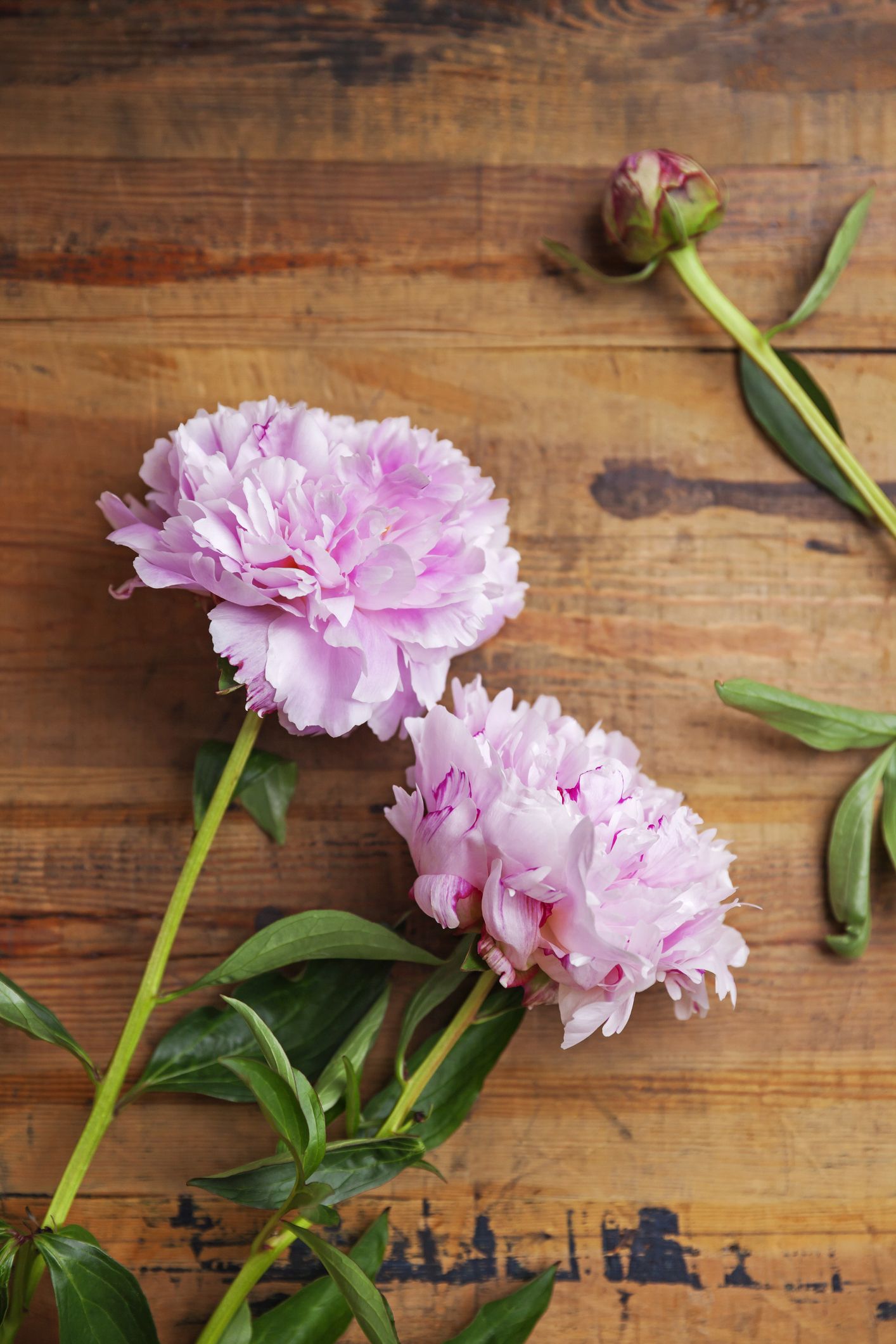 Ants on Peony Flowers: An Example of Biological Mutualism