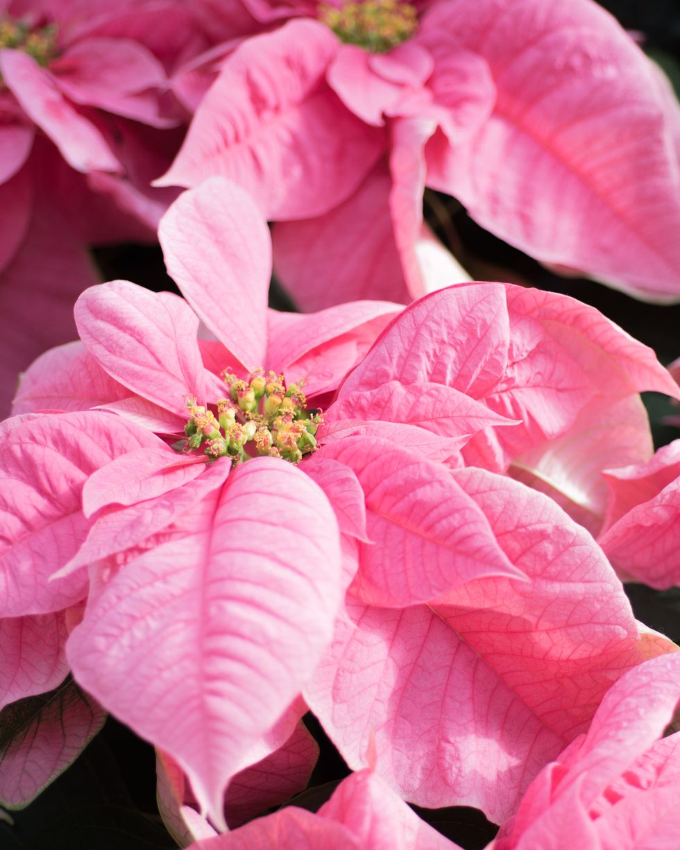 pink poinsettia plants euphorbia pulcherrima,santa claus pink, christmas flower background