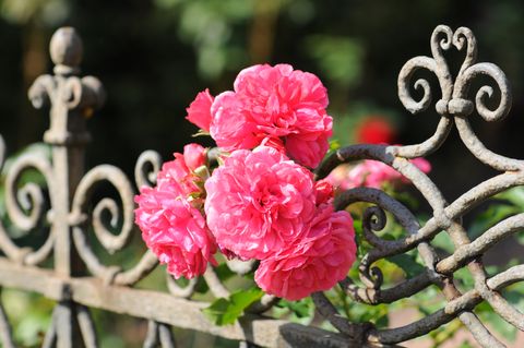 pink prickly rose on a fence