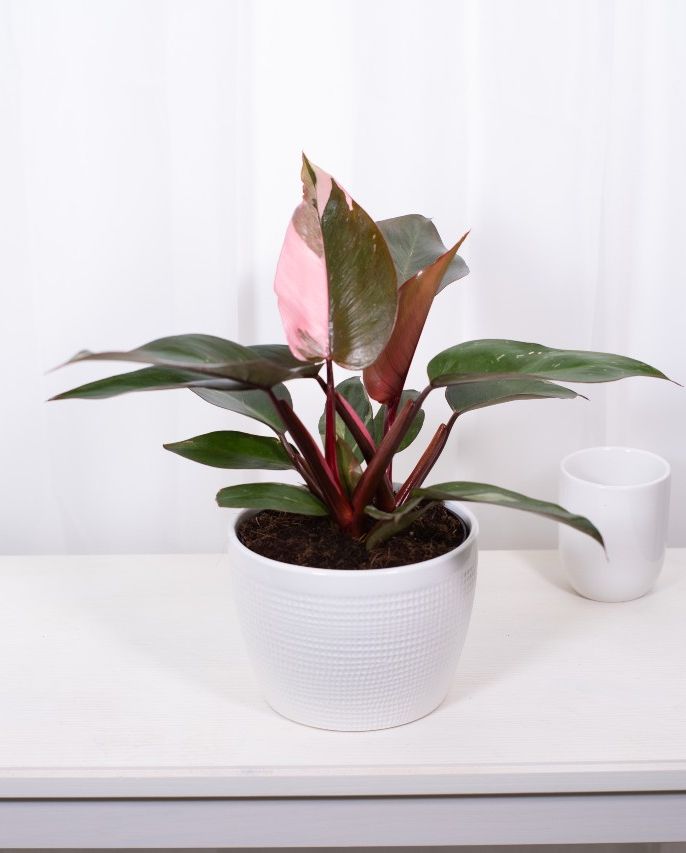 most popular philodendron type pink princess costa farms