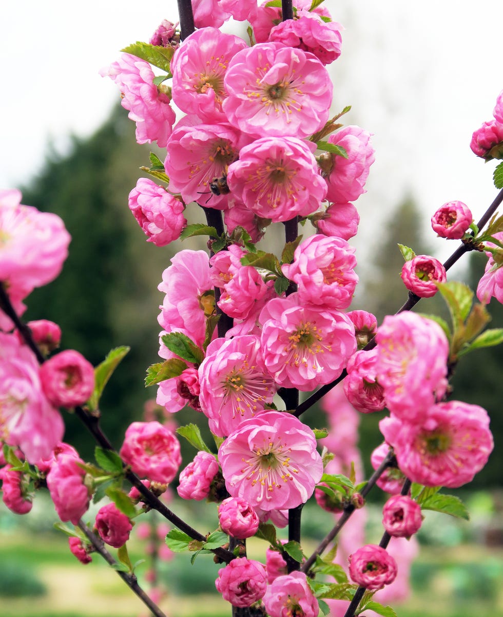 12 Ideal Pink-Flowered Trees | Best Trees with Pink Flowers