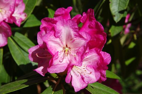 Pink rhododendron flowers in bloom