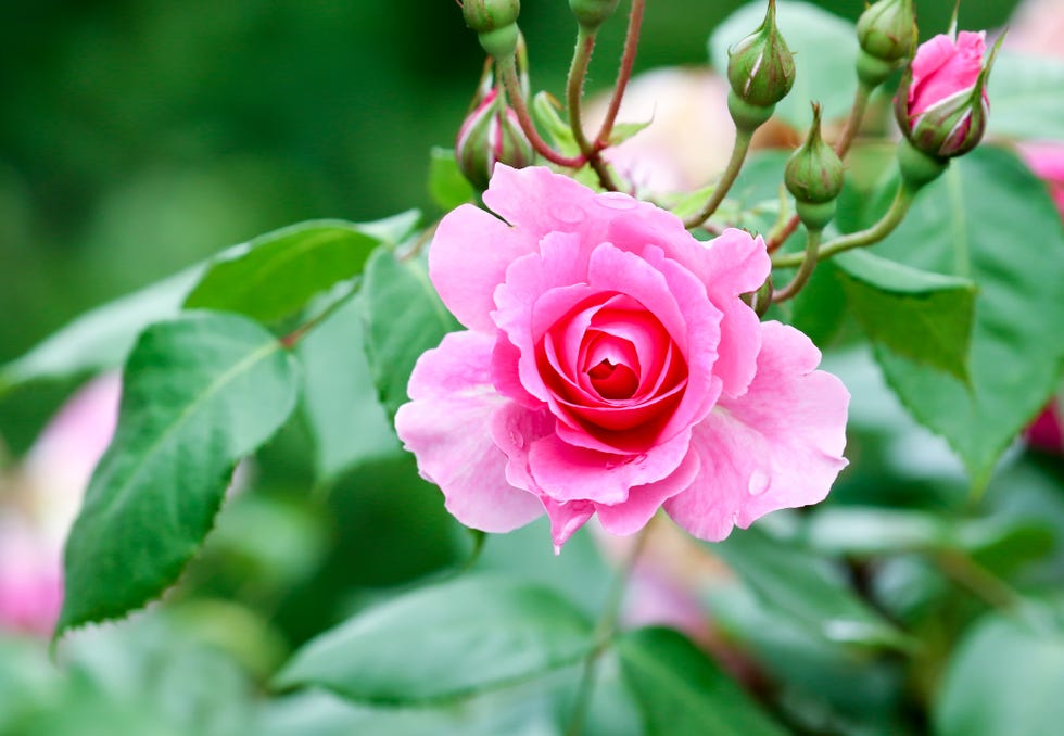 Symbolic Meaning of Roses: A Complete Guide – Persa Flores