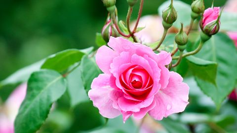 preview for How to Grow Roses From Cuttings