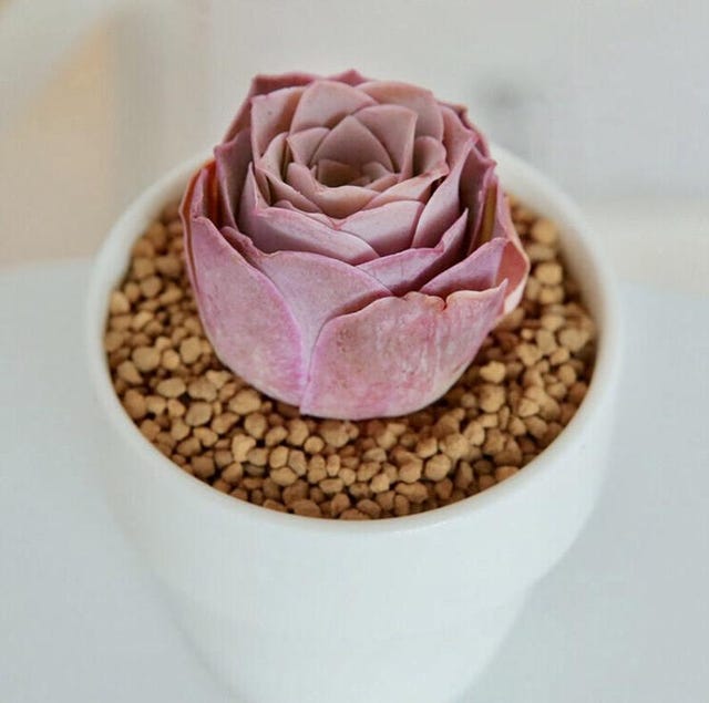 rare pink rose succulent Aeonium Aurea ex El Hierro