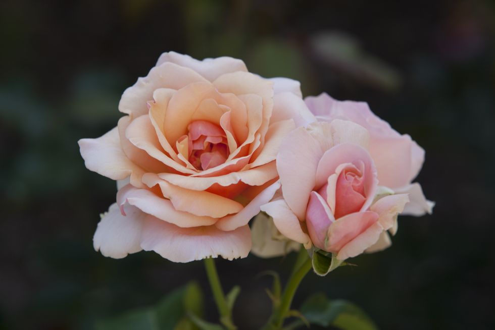 Pink Roses at Merrick Rose Garden
