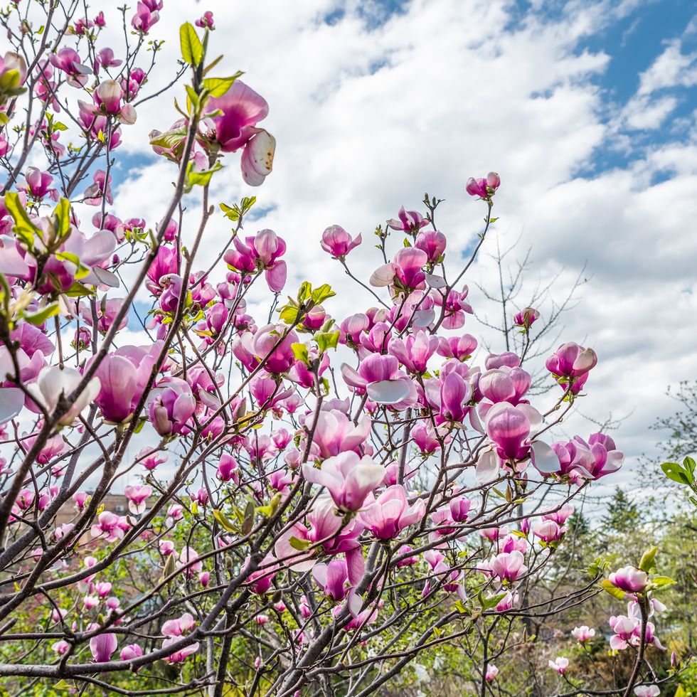 pink saucer magnolias blooming under a bright blue spring sky, surrounded by fresh greenery. photographed in primorsky krai, russian far east