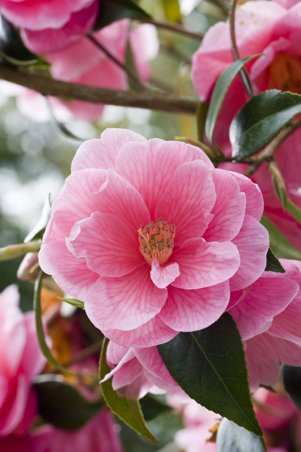 pink semi double camellia flowering shrub in a garden
