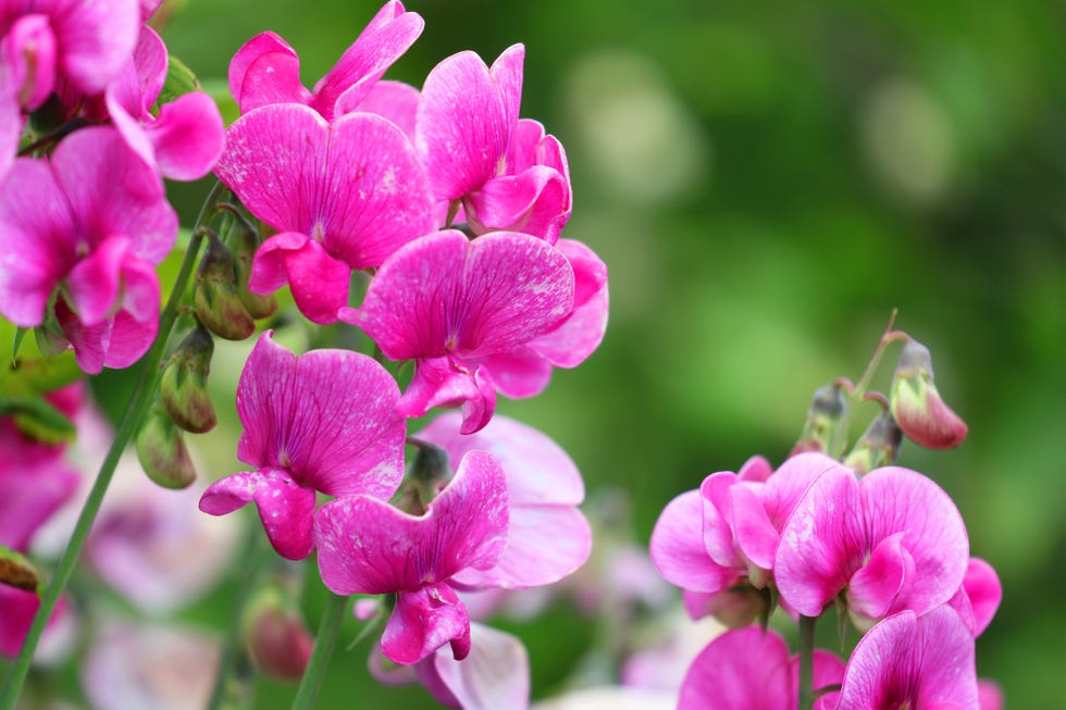 pink sweet pea Lathyrus odoratus flower closeup photography