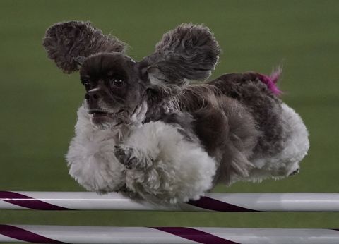 westminster dog show agility competition