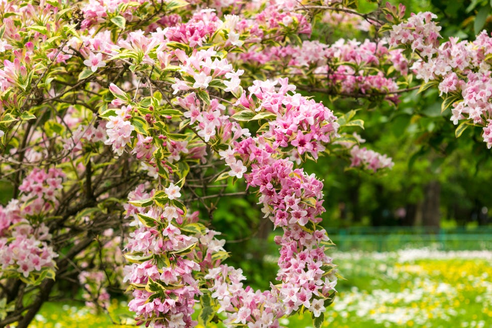 pink weigela florida flowers caprifoliaceae in the park