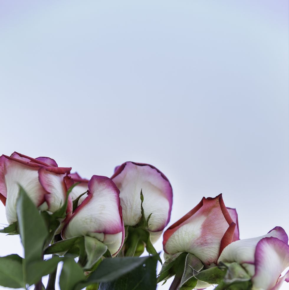 bouquet of long stem roses held up to sky