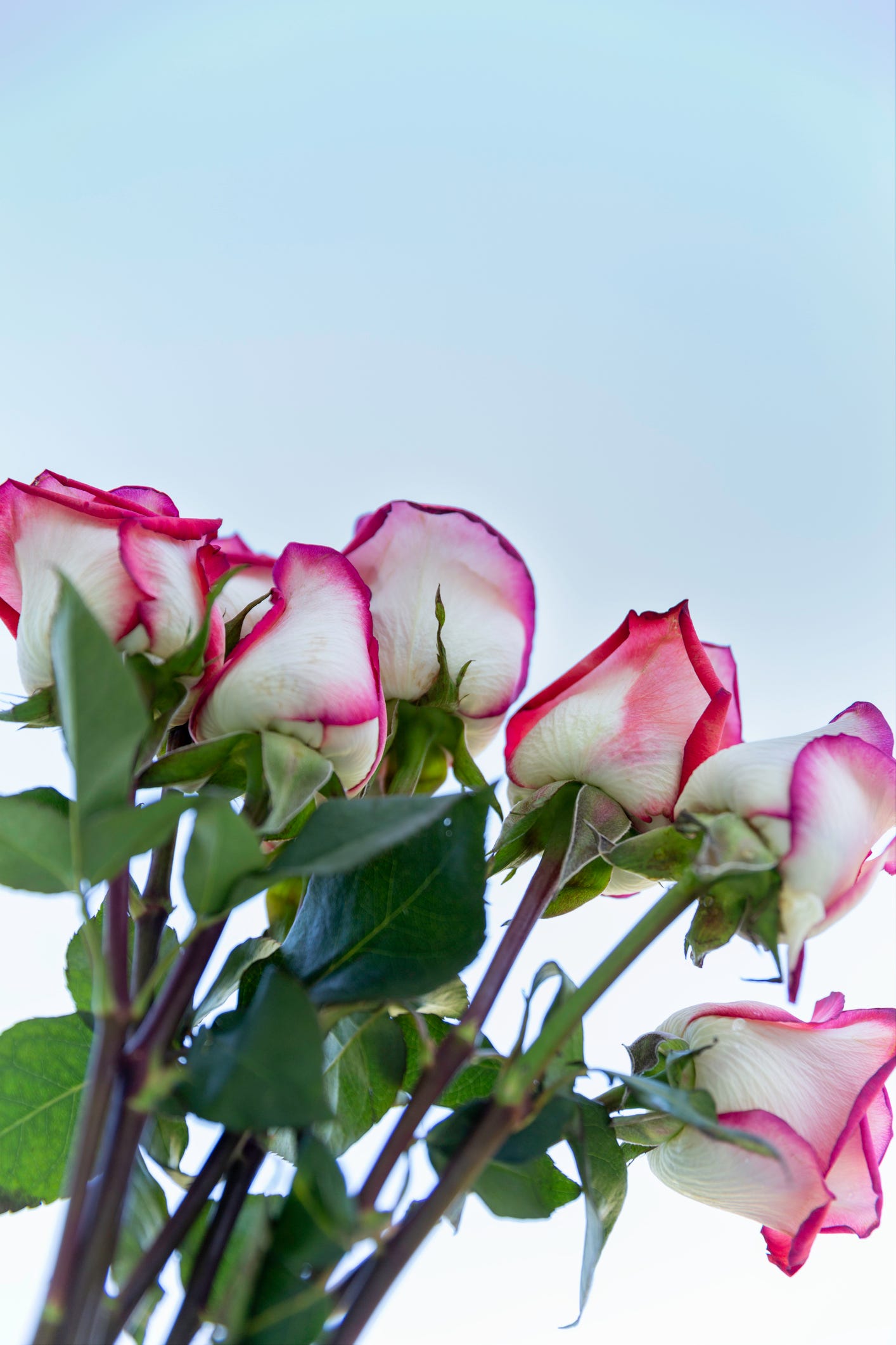 11 White Roses Meaning Online Australia Cimcgroup au