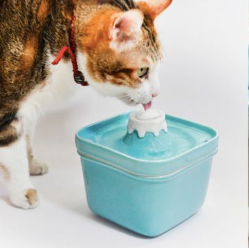 貓咪在喝藍色的富士山飲水機