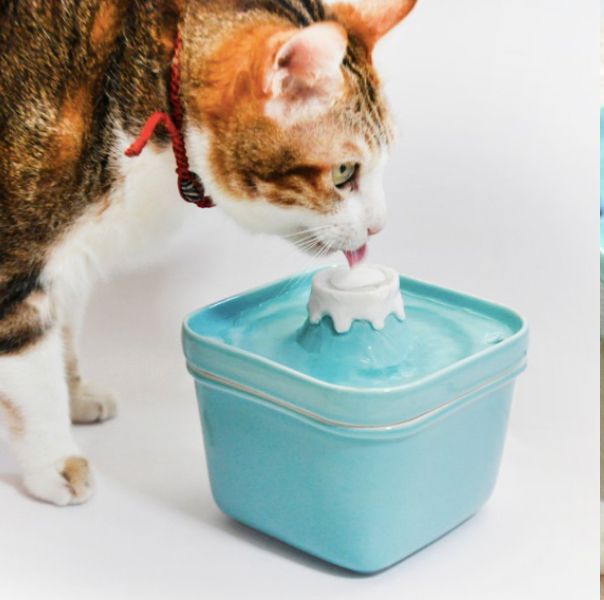 貓咪在喝藍色的富士山飲水機