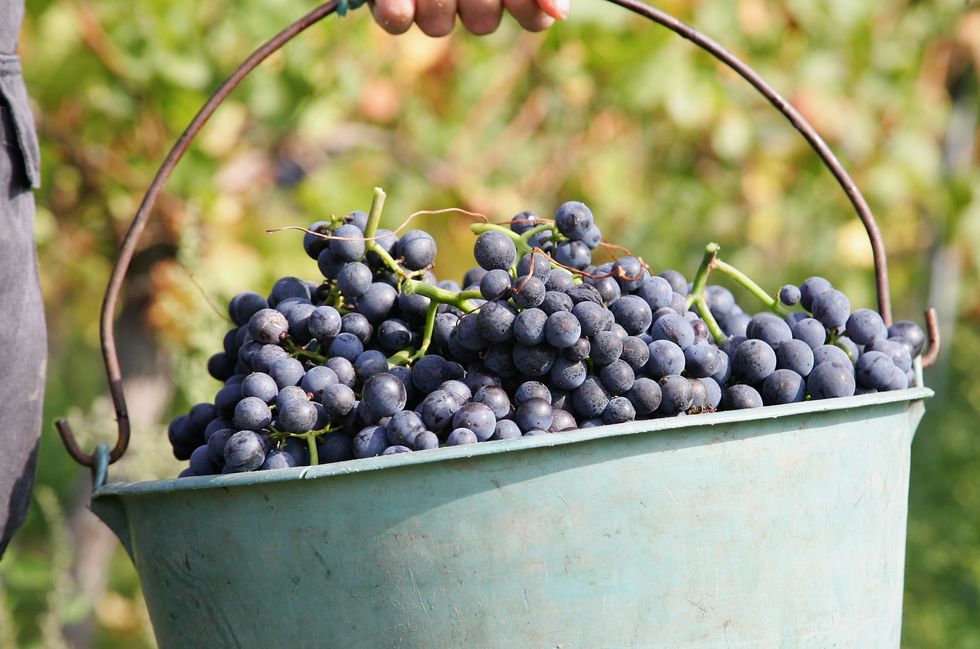 wine grapes harvest夫婦的世界酒黑皮諾