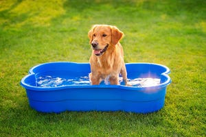 piscina para perros en forma de hueso