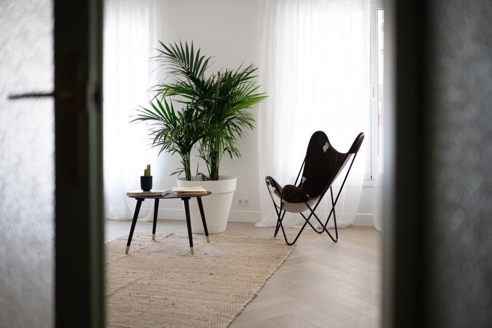 silla butterfly, palmera de interior y mesa de centro