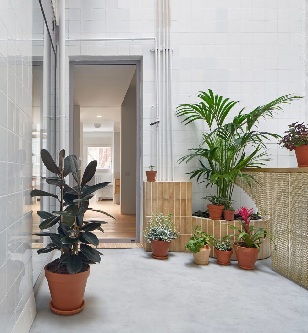 patio interior con plantas