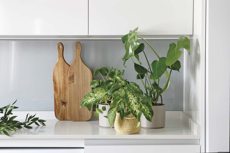 un piso en madrid exótico plantas en la cocina
