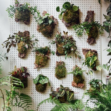 Plant, Non-vascular land plant, Vascular plant, Flower, Herb, Moss, Houseplant, Perennial plant, 