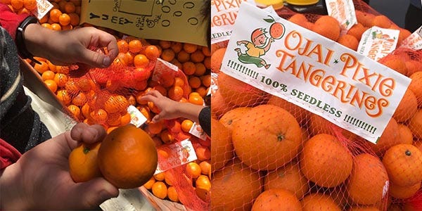 Are Pixie Tangerines The New Sumo Citrus? - What Are Pixie Mandarins?