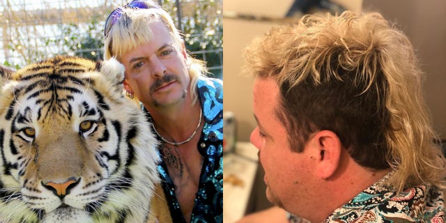 Hair, Bengal tiger, Felidae, Wildlife, Big cats, Tiger, Adaptation, Fur, Carnivore, Whiskers, 