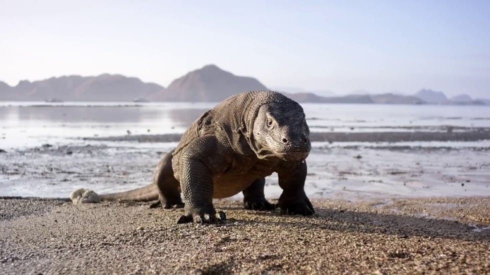 Planeta Tierra II es de las mejores valoradas en imdb