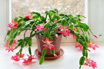 cómo eliminar las plagas de las plantas y las flores
