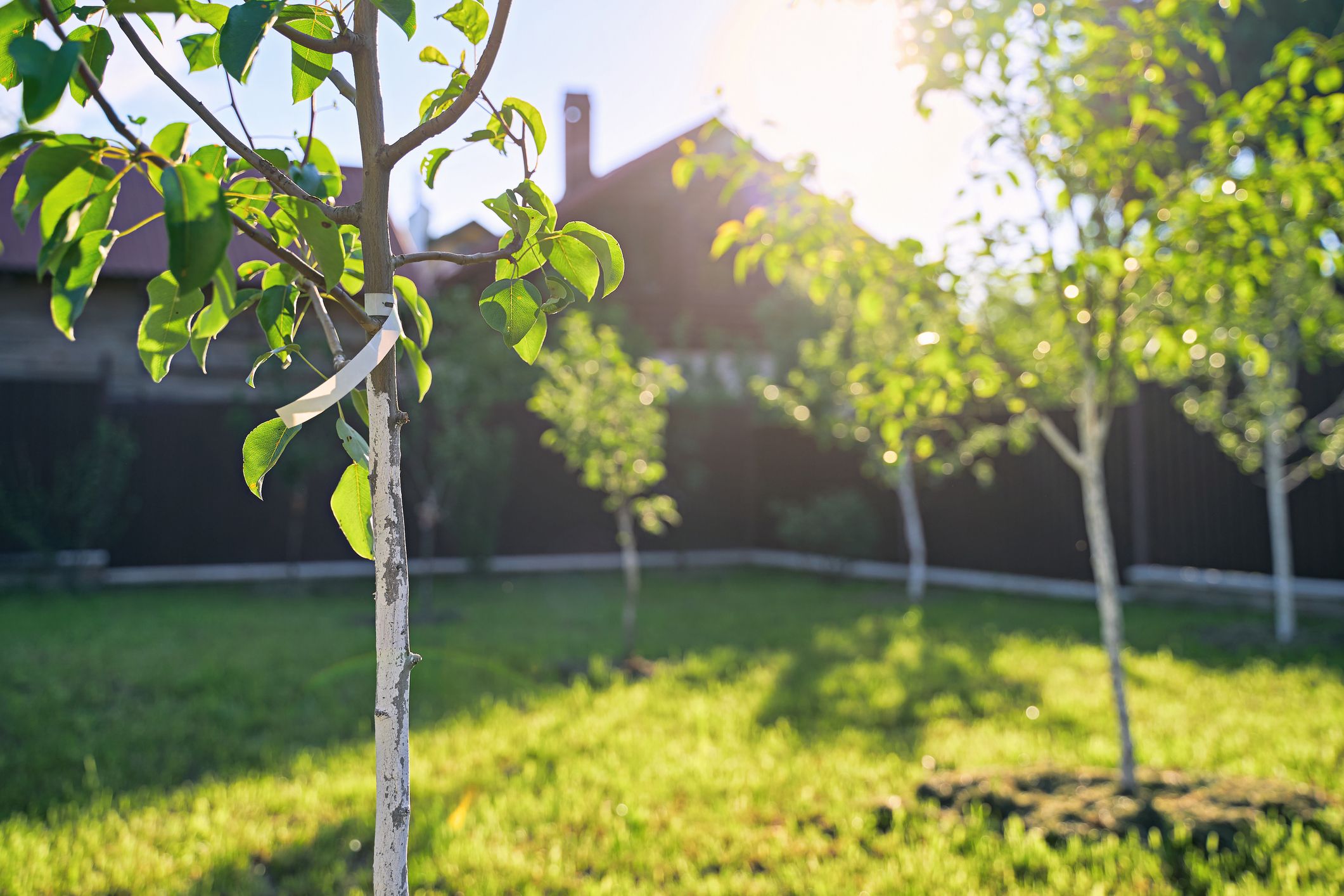 How To Plant A Tree - The Benefits Of Growing A Tree In A Garden