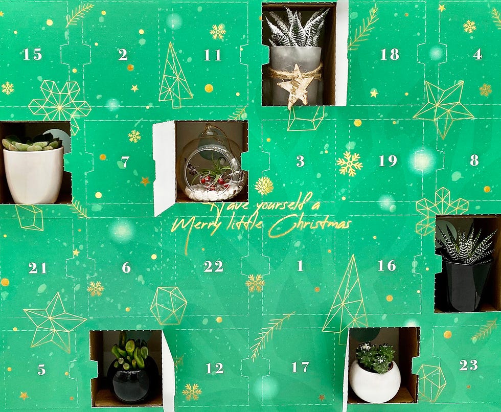 Plant Advent Calendar Returns For Christmas 2022