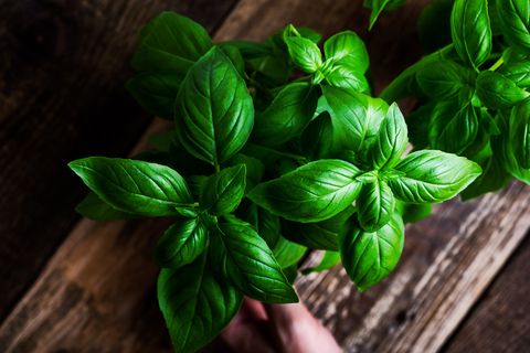 plant care, hobbies fresh homegrown basil herbs in flower pot