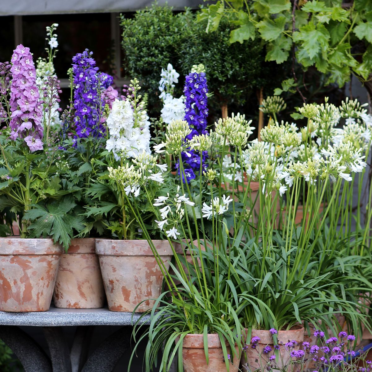 10 Plant Combination Ideas For Container Gardens