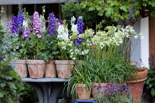 Container Garden Plant Combinations Ideas