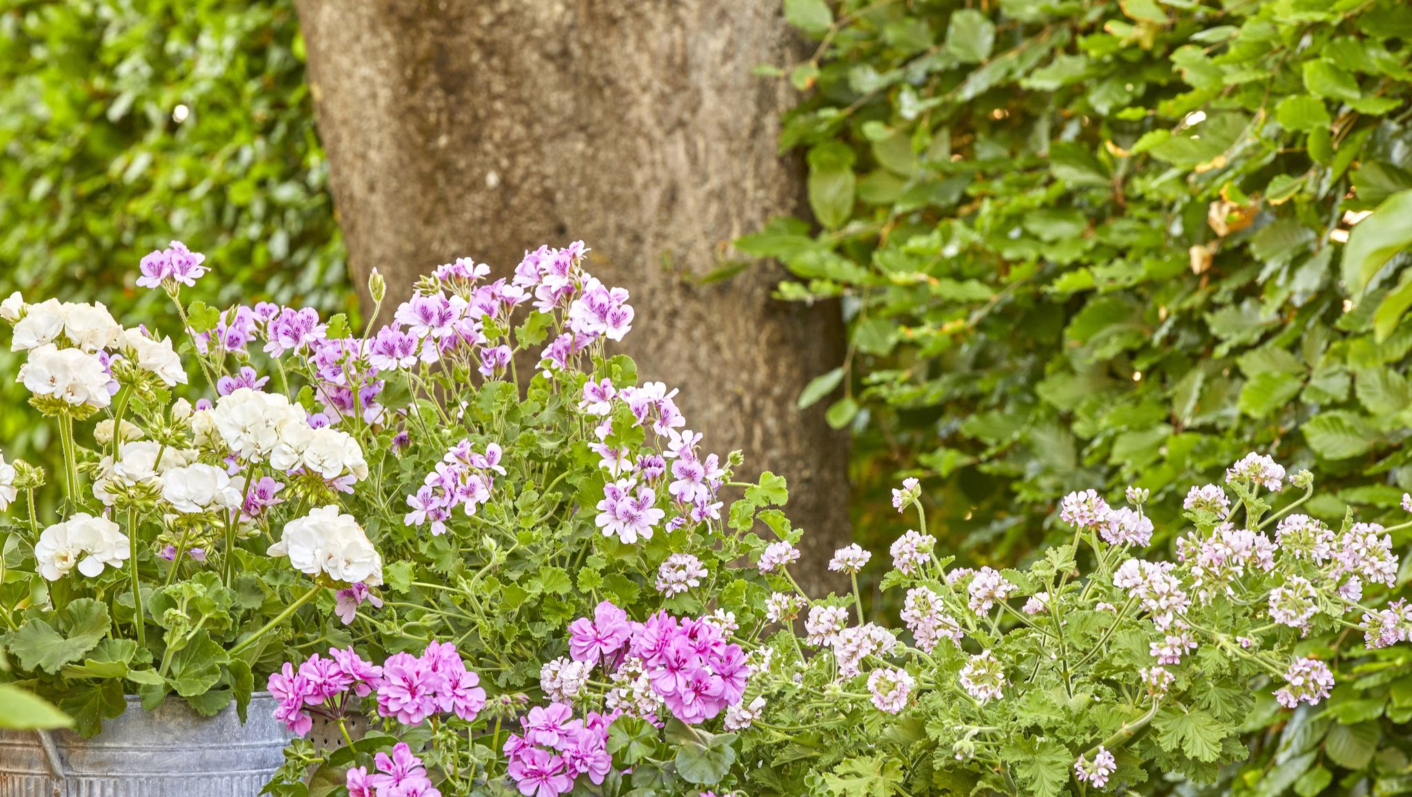The Complete Guide to Growing Perennials in Containers