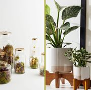 best gifts for plant lovers