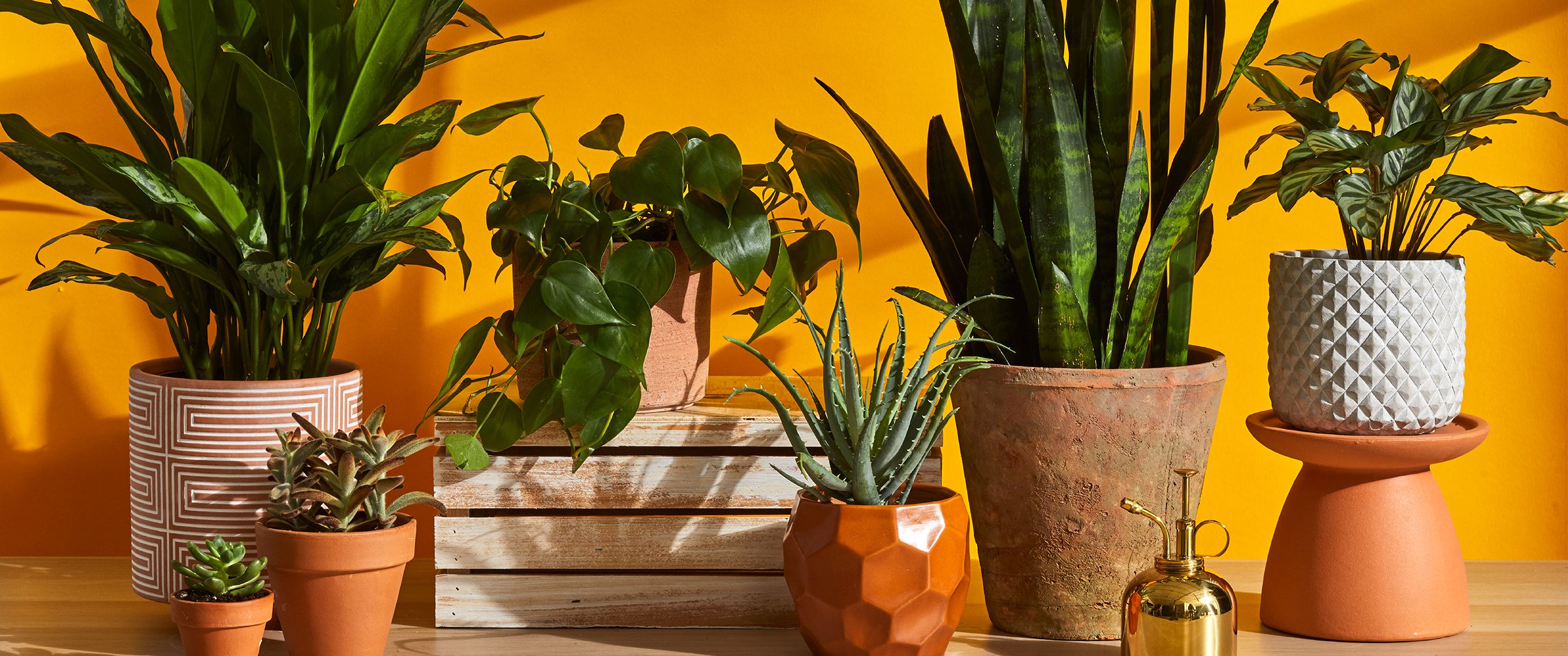 green plants in terracotta pots against an orange background
