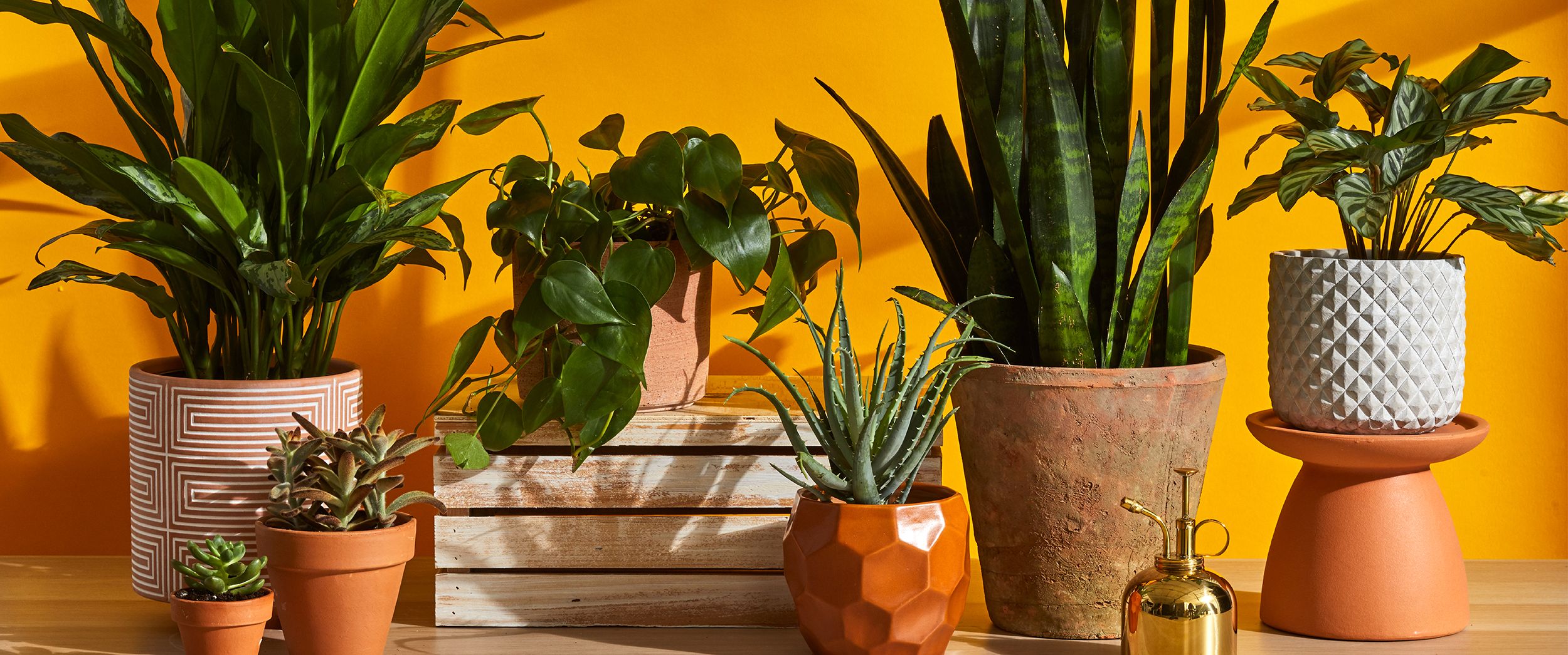 Everything You Need to Know About How to Care for Houseplants - Milli News