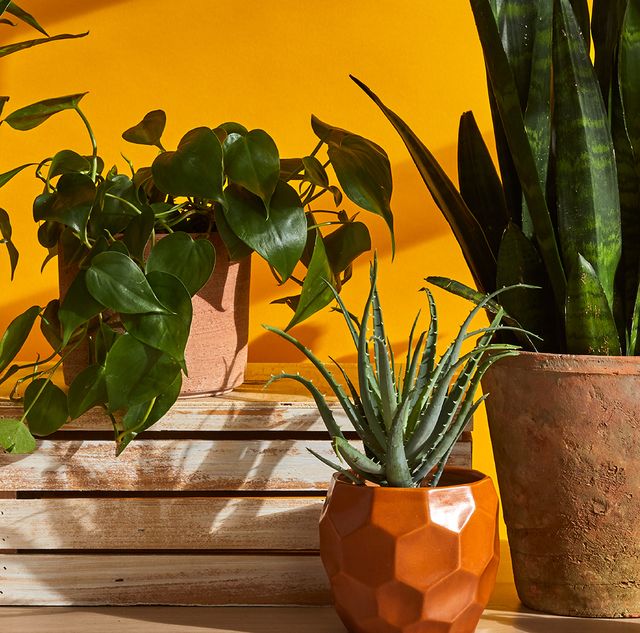 The Air-Pot is a new plant pot that boosts growth